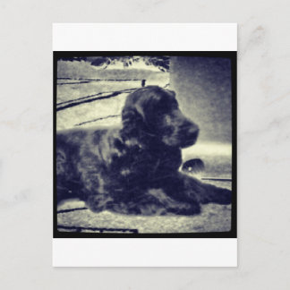 Postal Cocker Spaniel