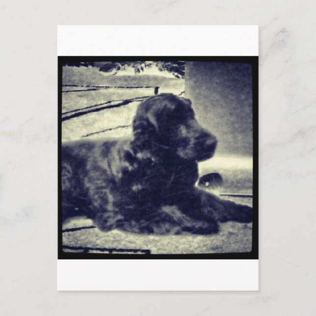 Postal Cocker Spaniel (Anverso)