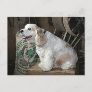 Postal Cocker Spaniel