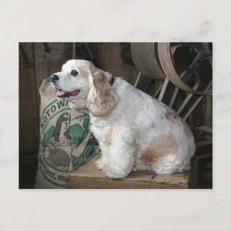 Postal Cocker Spaniel