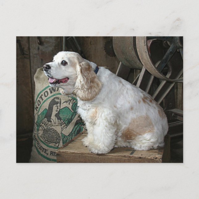 Postal Cocker Spaniel (Anverso)