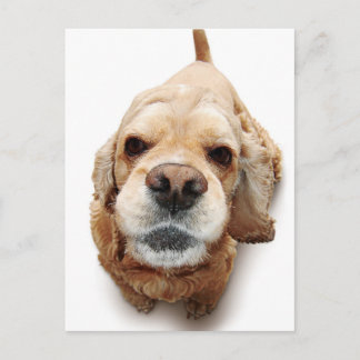 Postal Cocker Spaniel