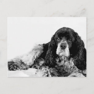 Postal Cocker Spaniel adorable