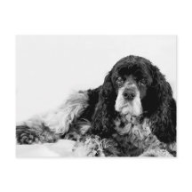 Cocker Spaniel adorable