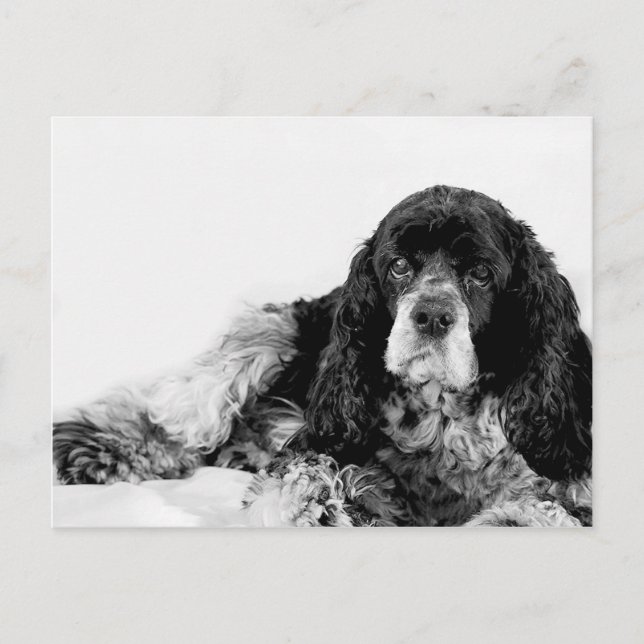 Postal Cocker Spaniel adorable (Anverso)
