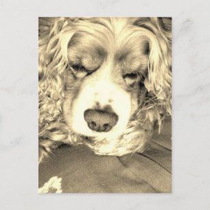 Postal Cocker Spaniel estadounidense