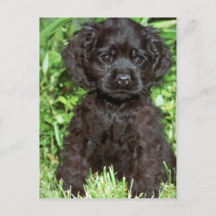 Postal Cocker Spaniel estadounidense