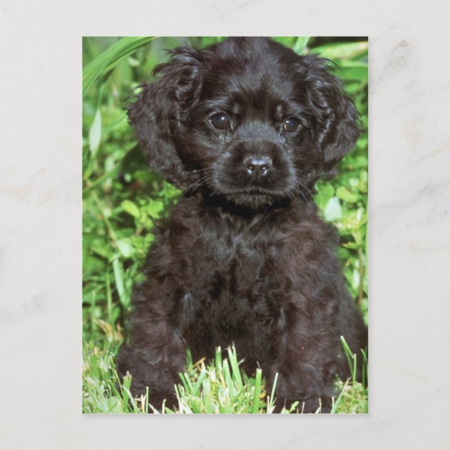 Postal Cocker Spaniel estadounidense (Anverso)