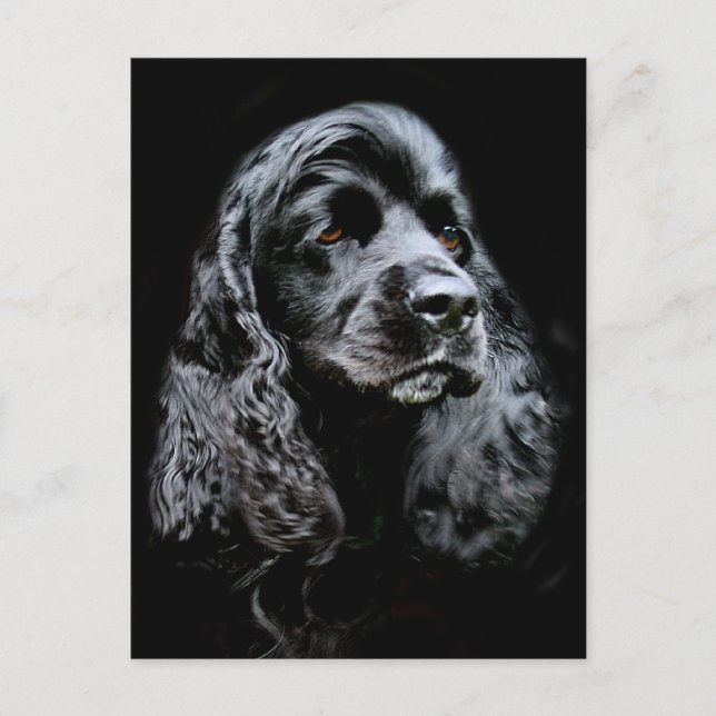 Postal Cocker Spaniel negro (Anverso)
