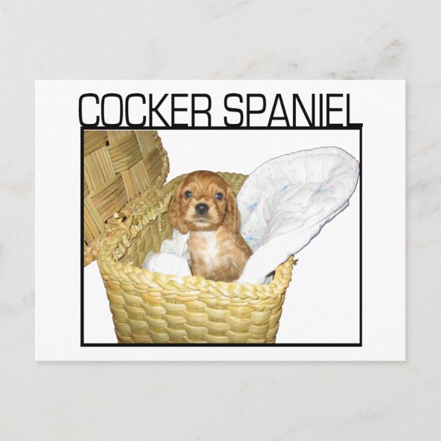 Postal ¡Cocker Spaniel Puppy! (Anverso)