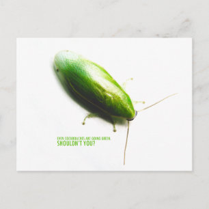 Postal Cockroach de plátano verde - Panchlora nivea