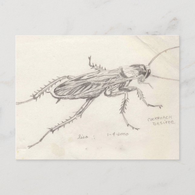 Postal Cockroach Desiree (Anverso)