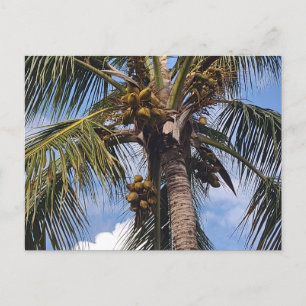 POSTAL COCO PALM POSTCARD