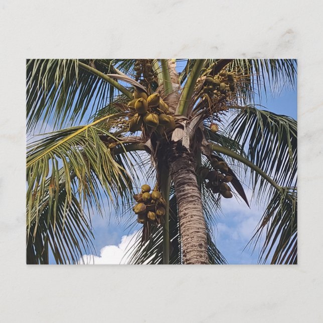 POSTAL COCO PALM POSTCARD (Anverso)