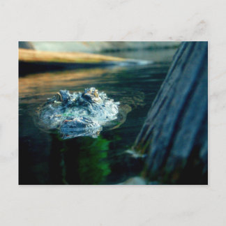 Postal Cocodrilo americano Carolina del Norte de la