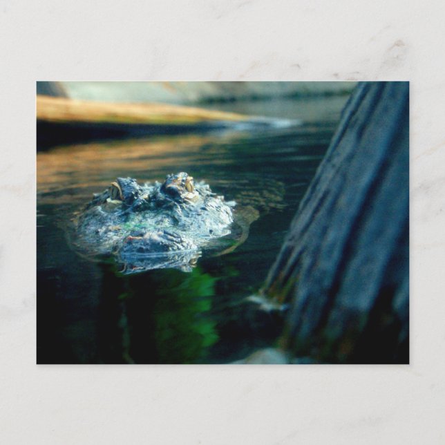 Postal Cocodrilo americano Carolina del Norte de la (Anverso)