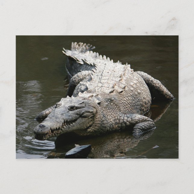 Postal Cocodrilo americano (Crocodylus acutus) (Anverso)