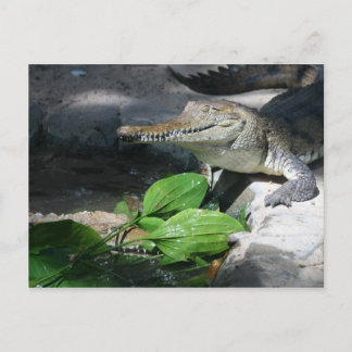 Postal Cocodrilo de agua dulce
