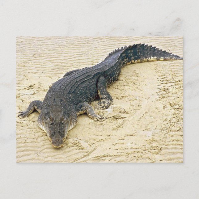 Postal Cocodrilo de agua salada (Crocodylus porosus) (Anverso)