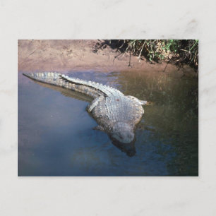 Postal Cocodrilo del Nilo