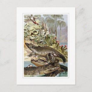 Postal Cocodrilo del Nilo