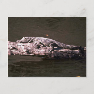 Postal Cocodrilo del Nilo
