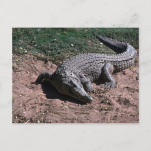 Postal Cocodrilo del Nilo
