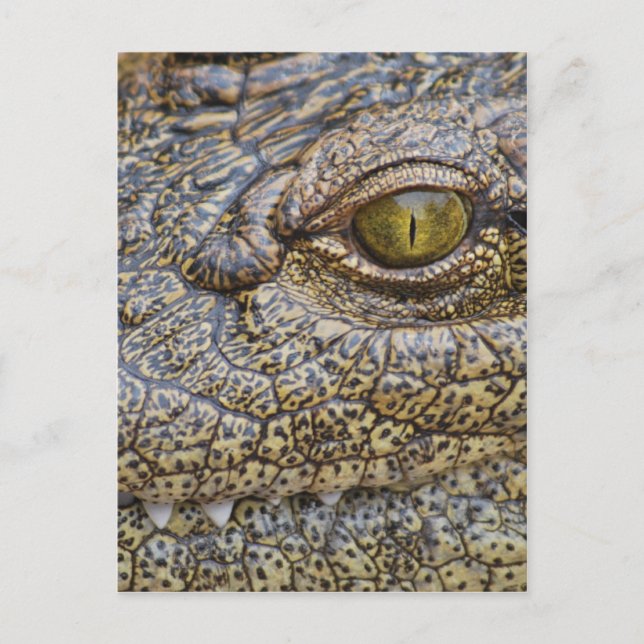 Postal Cocodrilo del Nilo de África (Anverso)