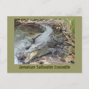 Postal Cocodrilo jamaiquino de agua salada