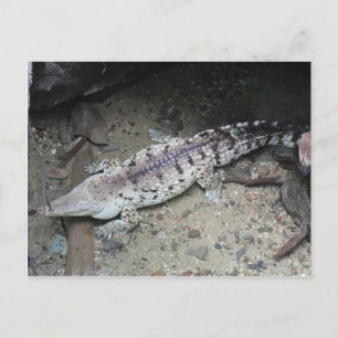 Postal Cocodrilo Orinoco # 3