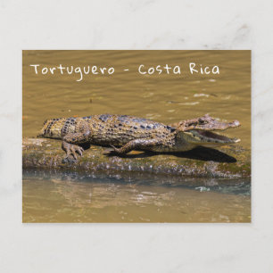 Postal Cocodrilo sonriente en Tortuguero - Costa Rica