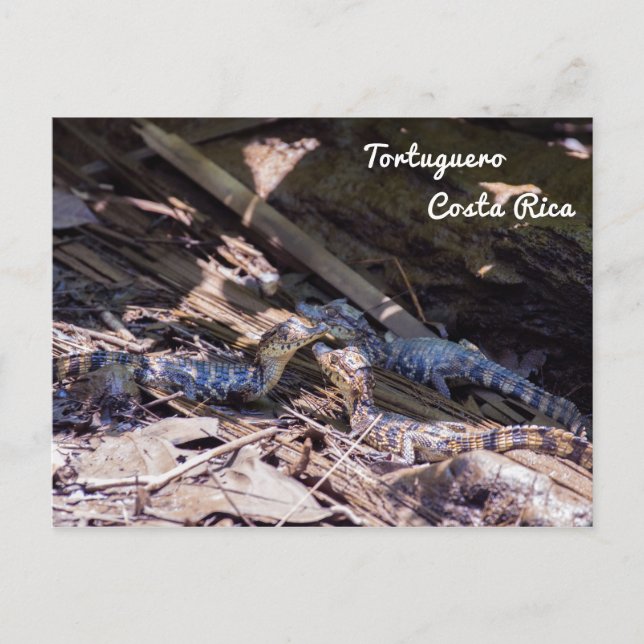 Postal Cocodrilos para bebés en Tortuguero - Costa Rica (Anverso)