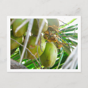 Postal Cocos de palmera
