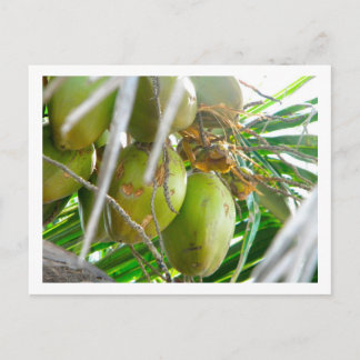 Postal Cocos de palmera