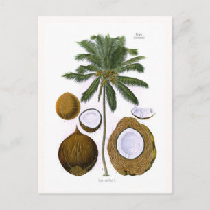 Postal Cocos nucifera