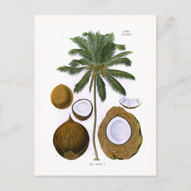 Postal Cocos nucifera (Anverso)