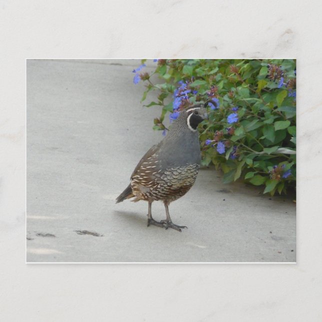 Postal codorniz (Anverso)