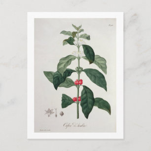 Postal Coffea Arabica de 'Phytographie Medicale' de Jos