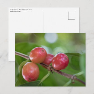 Postal Coffee Cherries