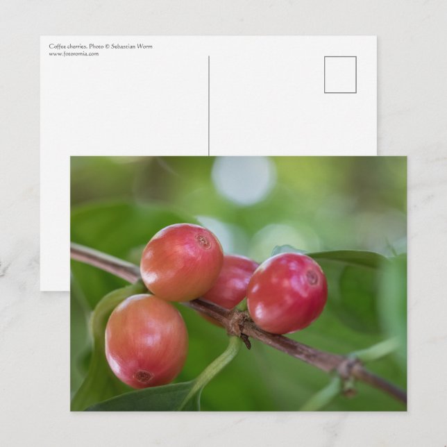 Postal Coffee Cherries (Anverso / Reverso)