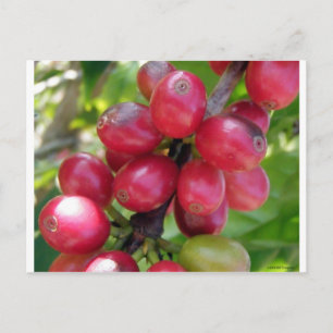 Postal Coffee Cherries