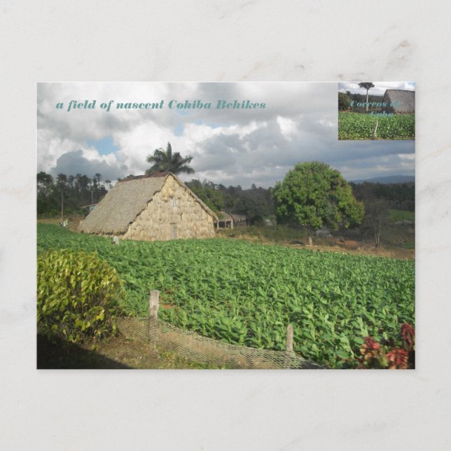 Postal ¿Cohiba Bahikes? (Anverso)