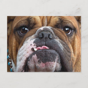 Postal Cojín decorativo de Bulldog inglés