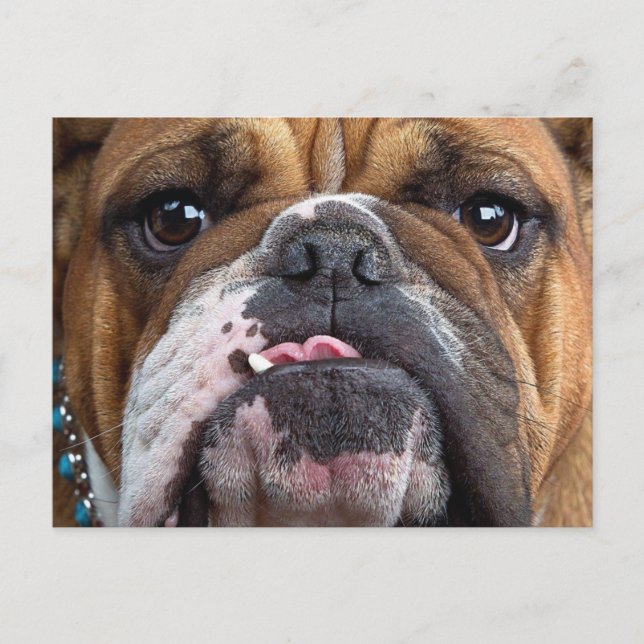 Postal Cojín decorativo de Bulldog inglés (Anverso)