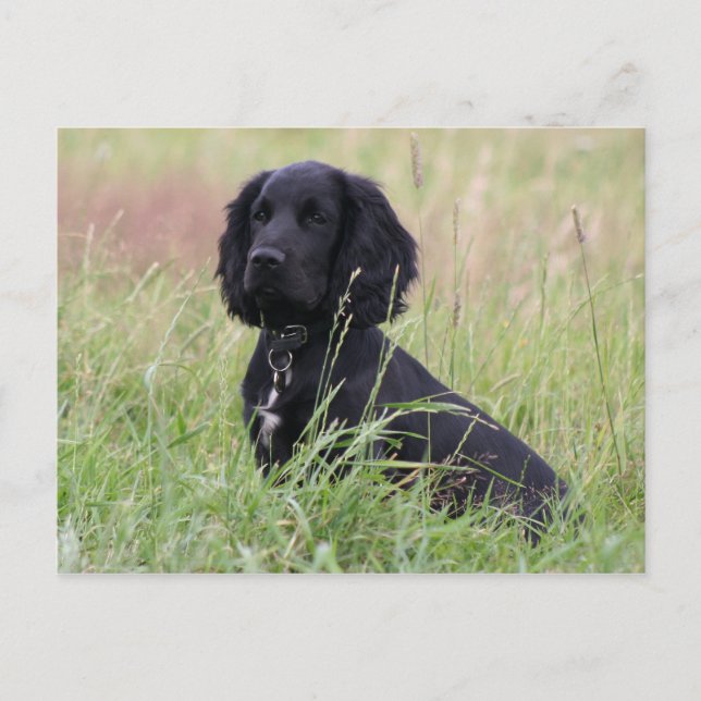Postal coker spaniel (Anverso)