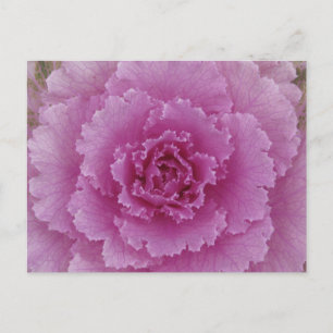 Postal Col berza ornamental Col rizada florecida Foto bot