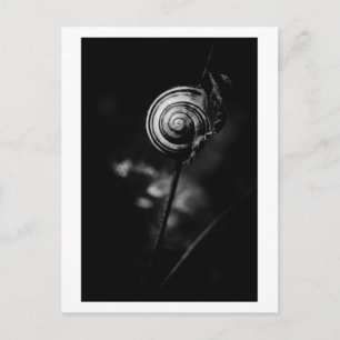 Postal cola de caracol