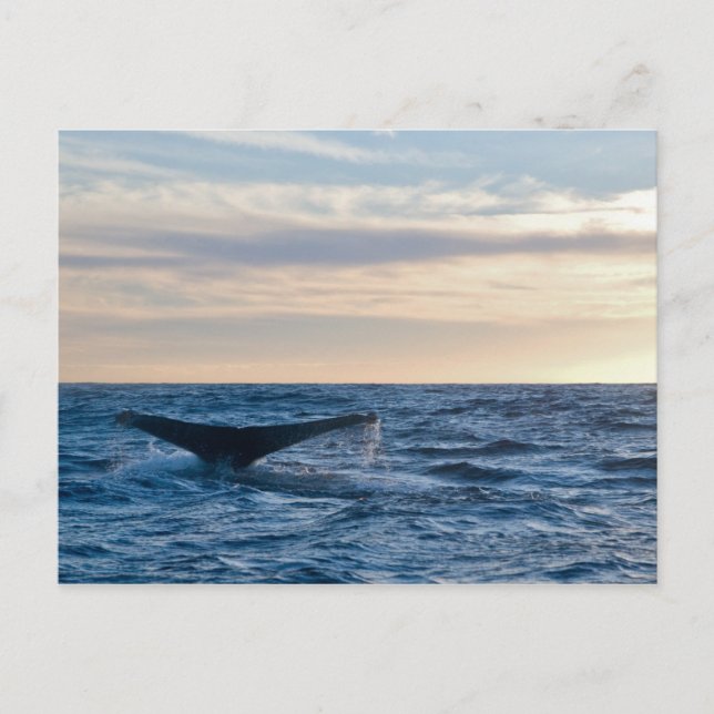 Postal Cola del Humpback (Anverso)
