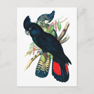 Postal cola roja, Cockatoos negros (banksianos).