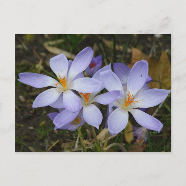 Postal Colchicum autumnale (Anverso)